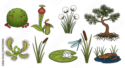 Illustration of wetland plants and animals including carnivorous plants and a newt in a pond scene