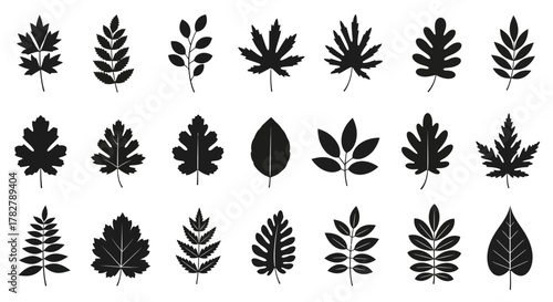 Set of various black leaf silhouettes and plant icons isolated on white background. EPS Editable
