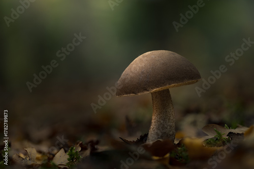 Birch bolette toadstool emerging in soft autumn light 