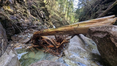 Fallen tree trunk above a river