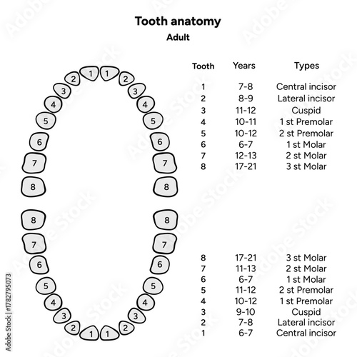 Hand-drawn dental infographic. Types of Teeth Adult. Incisors, canines, premolars, and molars. Educational dental posters, learning materials, clinics, pediatric dentistry, oral hygiene 