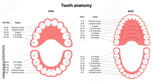 Hand-drawn dental infographic. Types of Teeth Adults and Children. Incisors, canines, premolars, and molars. Educational dental posters, learning materials, clinics, pediatric dentistry, oral hygiene 