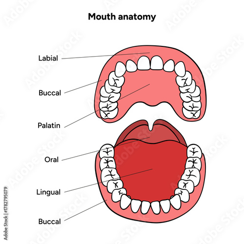 Hand-drawn dental infographic Anatomy of the Mouth educational illustration gums, tongue, teeth, and oral cavity structure. Dental posters, educational materials, medical guides, anatomy books