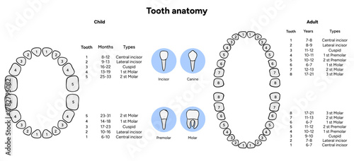 Hand-drawn dental infographic. Types of Teeth Adults and Children. Incisors, canines, premolars, and molars. Educational dental posters, learning materials, clinics, pediatric dentistry, oral hygiene 
