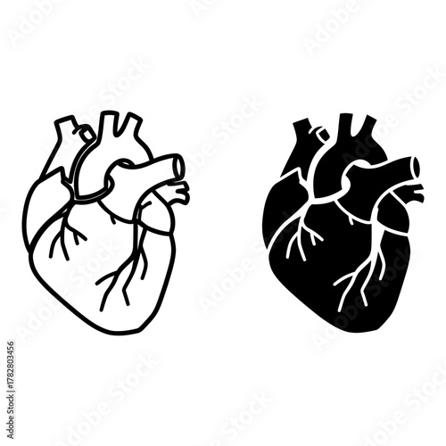 Anatomical heart illustration in outline and silhouette