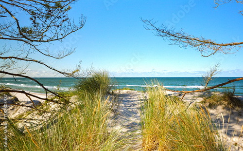 trawy porastające wydmy morskie wiejące na wietrze z widokiem na morze w oddali