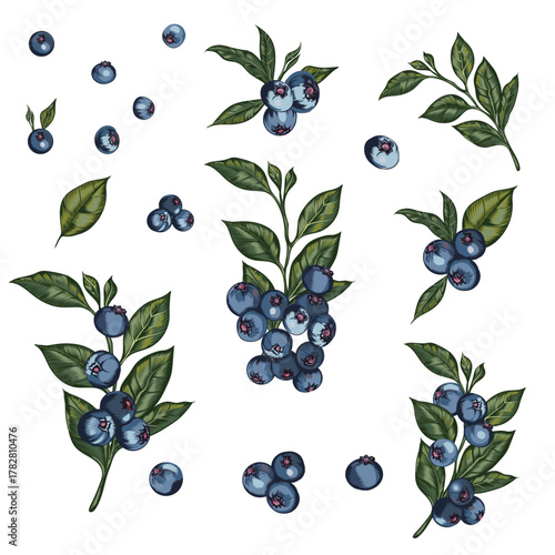 Hand drawn blueberry branches. Juicy blueberries on twig, fresh edible berries for healthy nutrition vector illustration set. Delicious forest berries. Cluster with Leaves