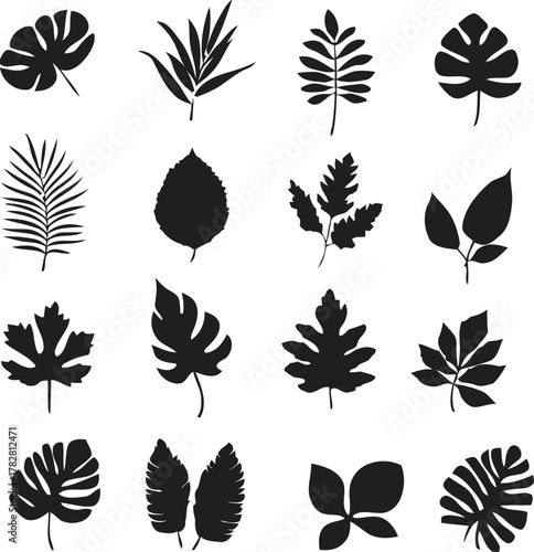 leaf, silhouette, plant, nature, foliage, botanical, organic, design element, icon, graphic, pattern, tropical, deciduous, evergreen, shape, form, vector, illustration, isolated, white background, bla