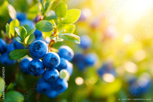Organic bilberries ripening in summer forest fresh wild berries