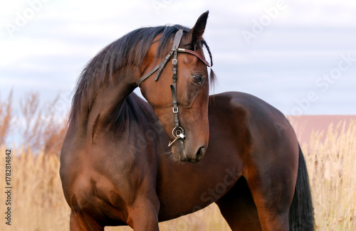 Bild auf Leinwand Horse