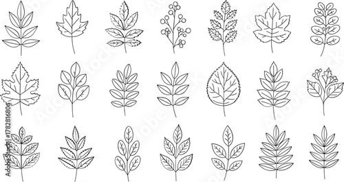 Collection of decorative floral motifs isolated on white background