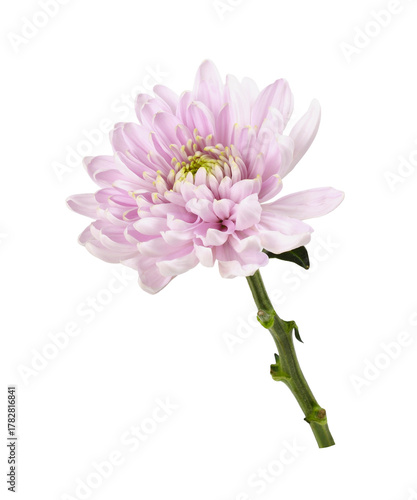 Pink chrysanthemum flower isolated on white or transparent background. Profile view.