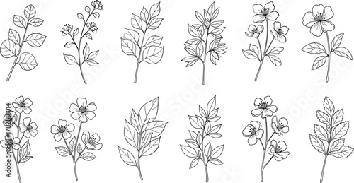 Collection of delicate floral botanical line drawings isolated on white background