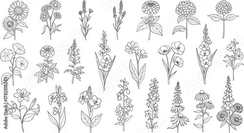 Collection of delicate floral illustrations isolated on white background