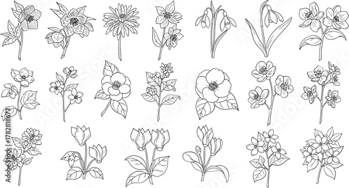 Collection of delicate floral line drawings isolated on white background