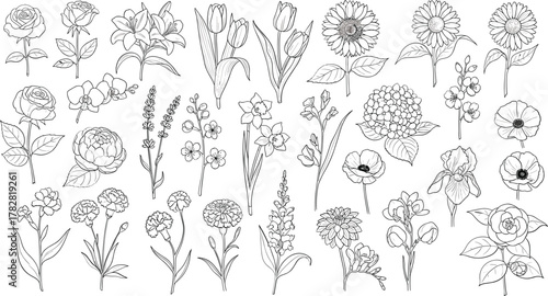 Collection of detailed botanical illustrations of various plants isolated on white background