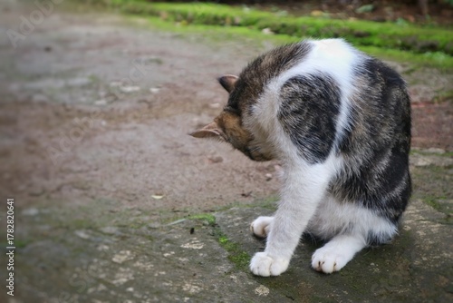 Photography A cat sits on a dirt road licking its paws while grooming itself.