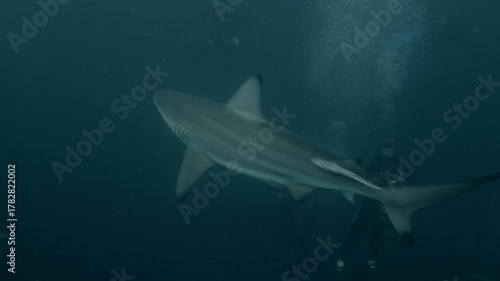 Wallpaper Mural Graceful silky sharks glide through the deep blue ocean near scuba divers, surrounded by rising air bubbles and shimmering light, capturing the calm beauty and mystery of marine wildlife underwater. Torontodigital.ca