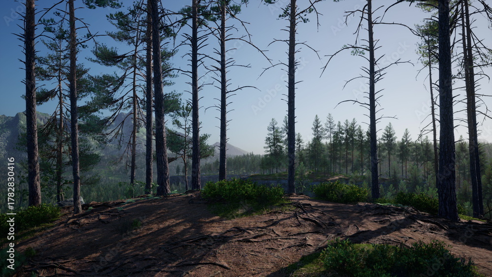 Obraz premium Foggy morning light filters through tall pine trees in a serene forest scene. The lush greenery invites exploration and a sense of peace among the mountains.