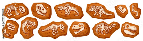 Dinosaur fossils in rock formation displaying various skeletons and skulls