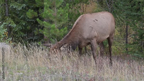 Cow Elk Grazing