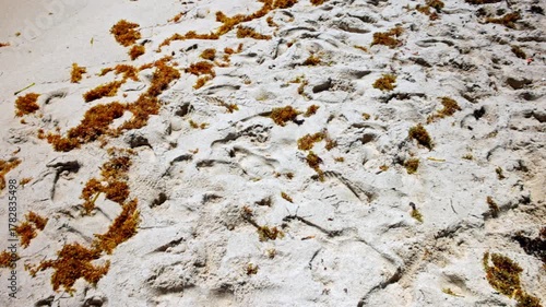 Golden seaweed scattered on wet sandy shore of Atlantic Ocean with gentle waves on background. Miami Beach. USA.