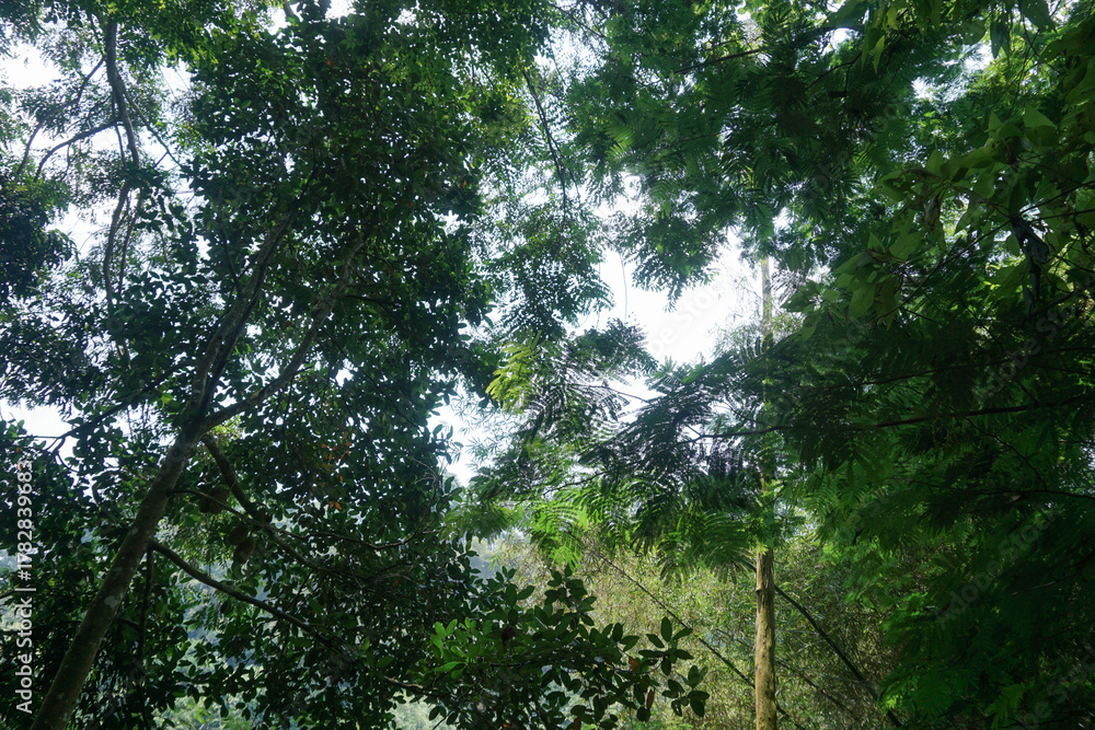 Fototapeta premium the atmosphere in the middle of the forest with dense trees and bushes around it looks natural and is surrounded by lush tropical vegetation creating a cool and calm atmosphere