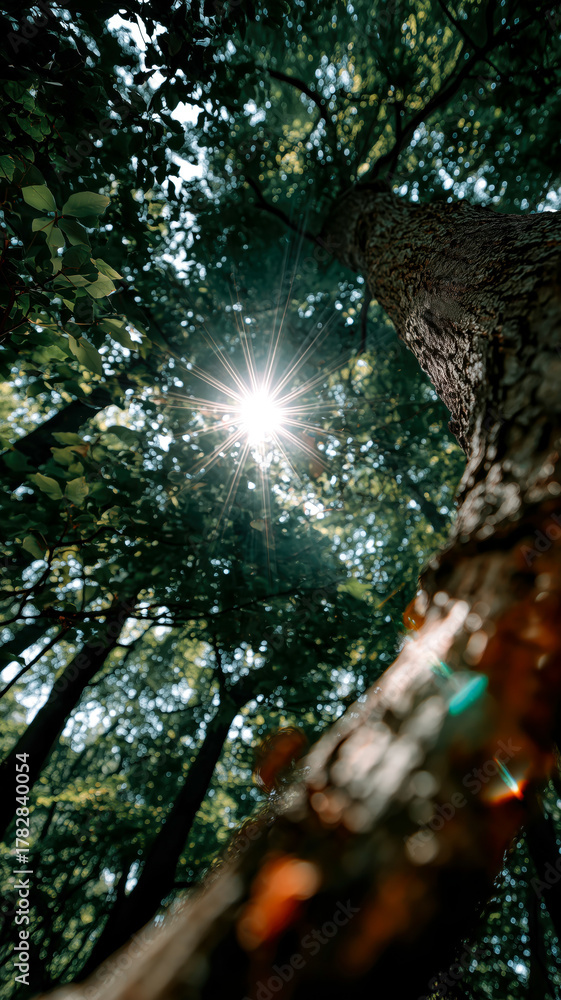 Obraz premium Sunlight streams through the canopy, illuminating leaves and bark in a forest of trees with the lens flare of the sun. 