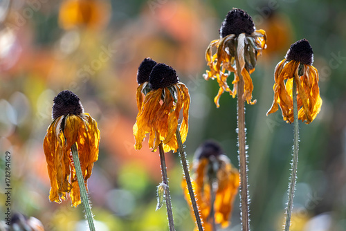 Yellow daisies that are wilted after an overnight frost, glowing in sunlight.