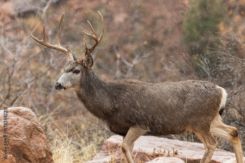 A mule deer buck with four antler points on each side walks through the rain on a wet, cold autumn day in Zion NP Utah USA. Raindrops in the air are frozen by a fast shutter speed.