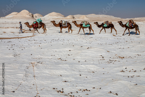 Caravane dans le désert Blanc, Égypte
