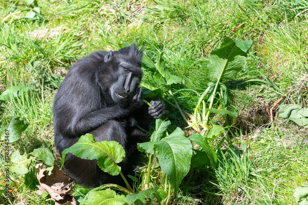 Fototapeta premium Photo of a Sulewesi crested macaque (macaca nigra) eating vegetation
