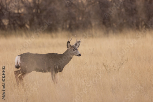 A mule deer buck stands alertly in an open grassy field with out of focus scrub oak bushes in the background in soft evening light in the mountains of Southern Utah USA. 