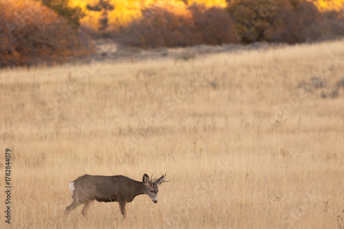 A mule deer buck makes his way through an open field with orange scrub oak trees in the distance catching the last of the evening light in Southern Utah USA. 