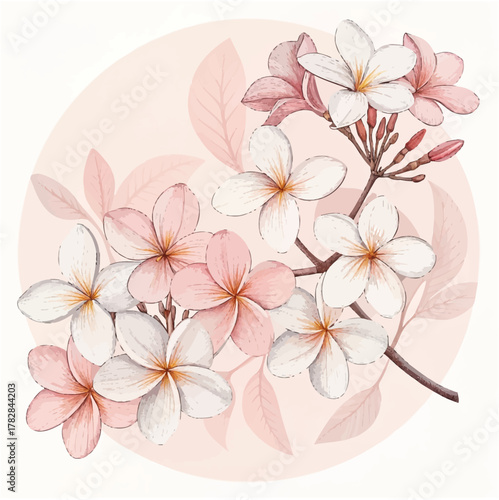Delicate frangipani blossoms in soft, pastel hues, a touch of summer romance perfect for invitations, spa designs, or elegant branding, originally vector.