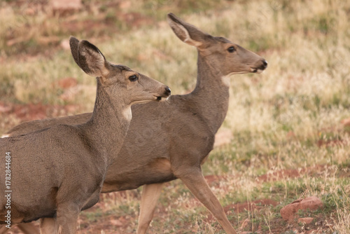A pair of mule deer does walks together from left towards the right in the soft light of evening on an autumn day in the mountains of Southern Utah USA.