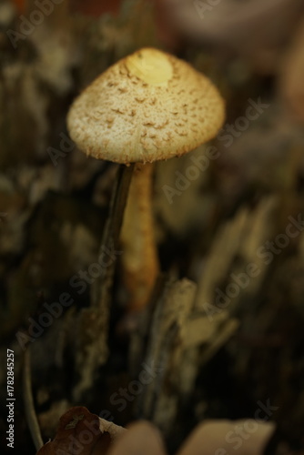 Pilze im Wald zur herbstlichen zeit
