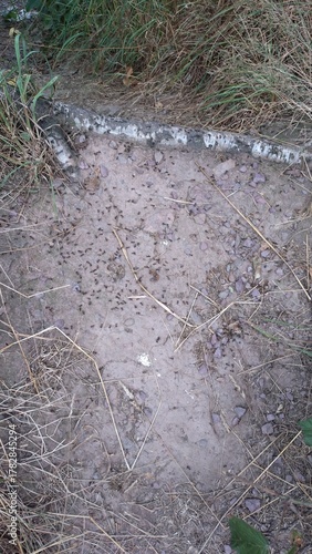 Souche de terre couverte de mousse et de fourmis dans une forêt naturelle