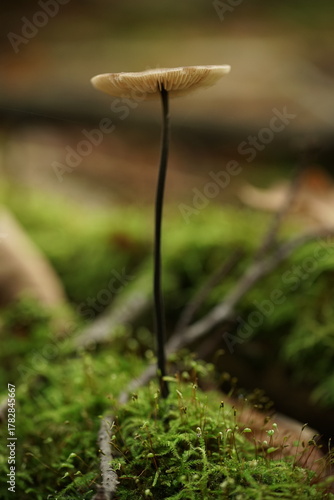 Pilze im Wald zur herbstlichen zeit