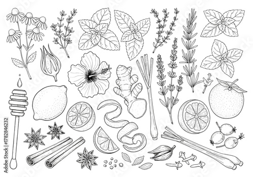 Large set of herbal tea ingredients in line art style for organic product packaging and menu design