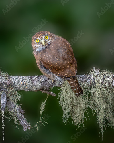 Northern Pygmy Owl