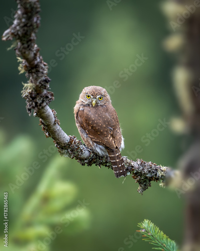 Northern Pygmy Owl