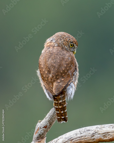 Northern Pygmy Owl