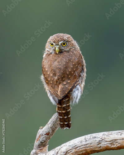 Northern Pygmy Owl