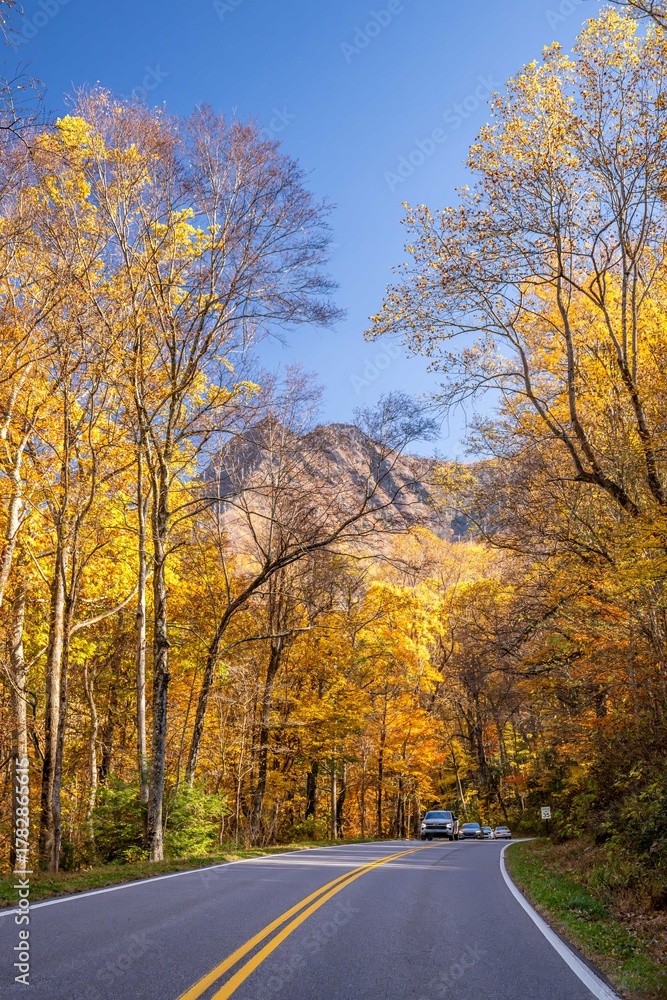 Obraz premium a ride in the fall through the forest