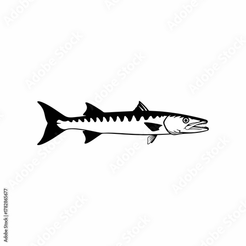 barracuda fish vector silhouette with white background