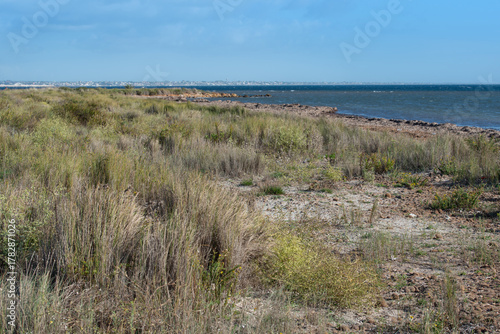 Fototapeta Naklejka Na Ścianę i Meble -  Seascape with dunes and dune grass. Blue sky in the background.