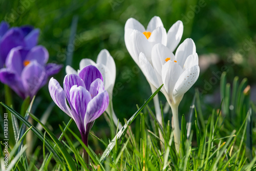 Photos Close up of a spring crocus (crocus vernus) flower in bloom