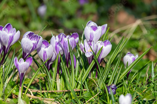 Fototapete Spring crocus (crocus vernus) flowers in bloom