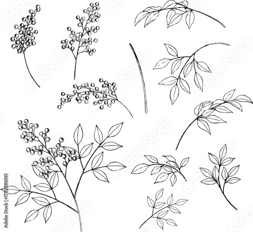 ペンで描いた南天の線画イラスト